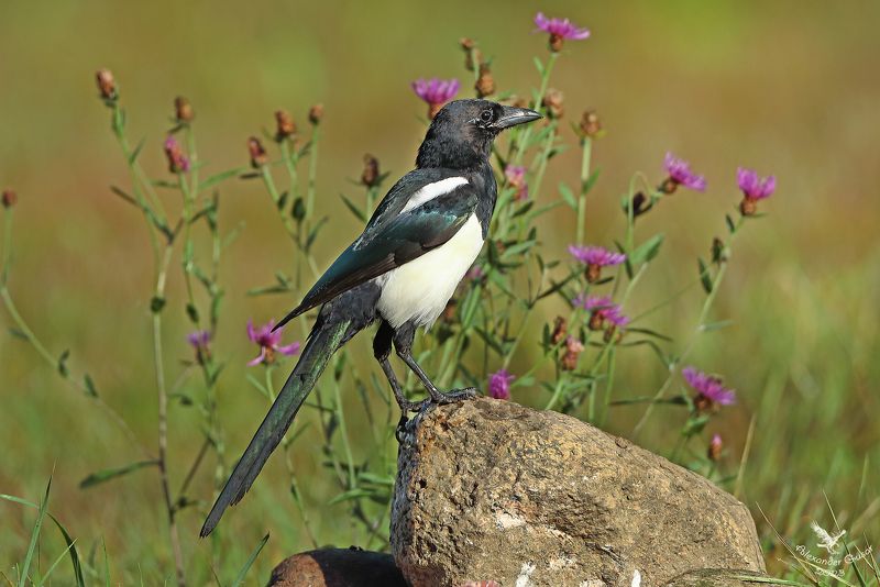 Просто сорока.photo preview