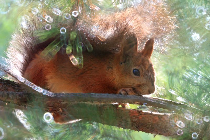 лес, природа, белка Солнечная историяphoto preview