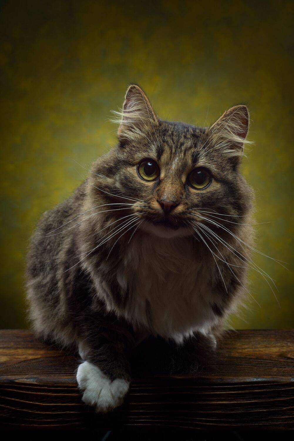 Автор: Сизов Кирилл , Сизов Кирилл