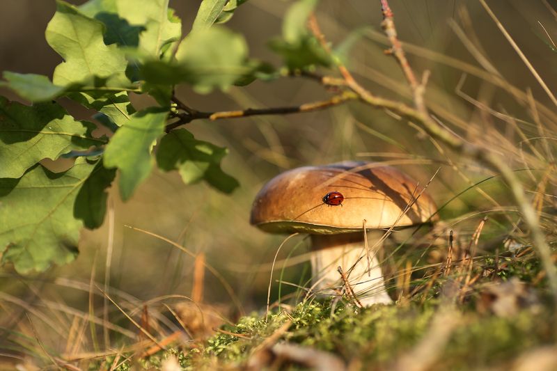 божья коровка, лес,гриб, дубок,беларусь,ирина горюкина Солнышко фото превью