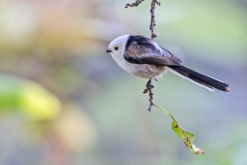 птицы, подмосковье Последний листphoto preview