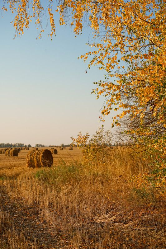 Осеннееphoto preview