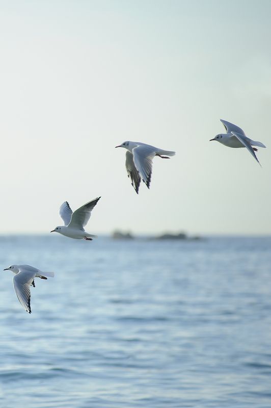 Plage de Térénez .photo preview