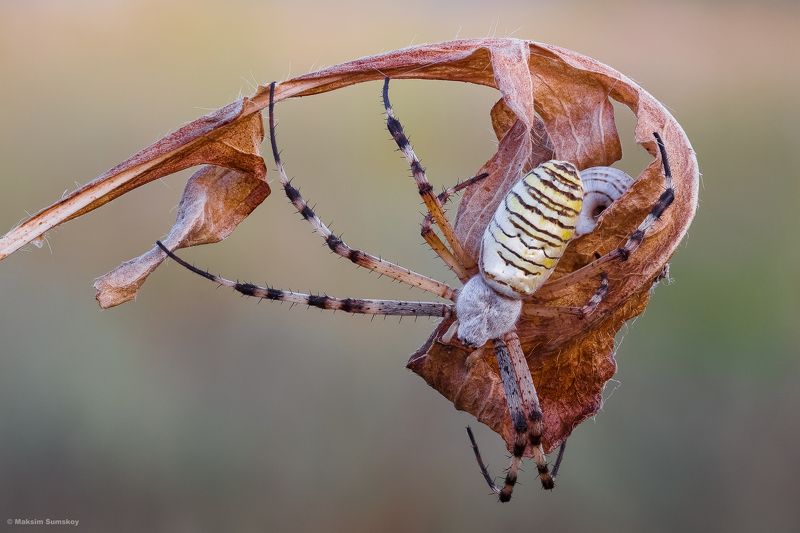 Аргиопаphoto preview