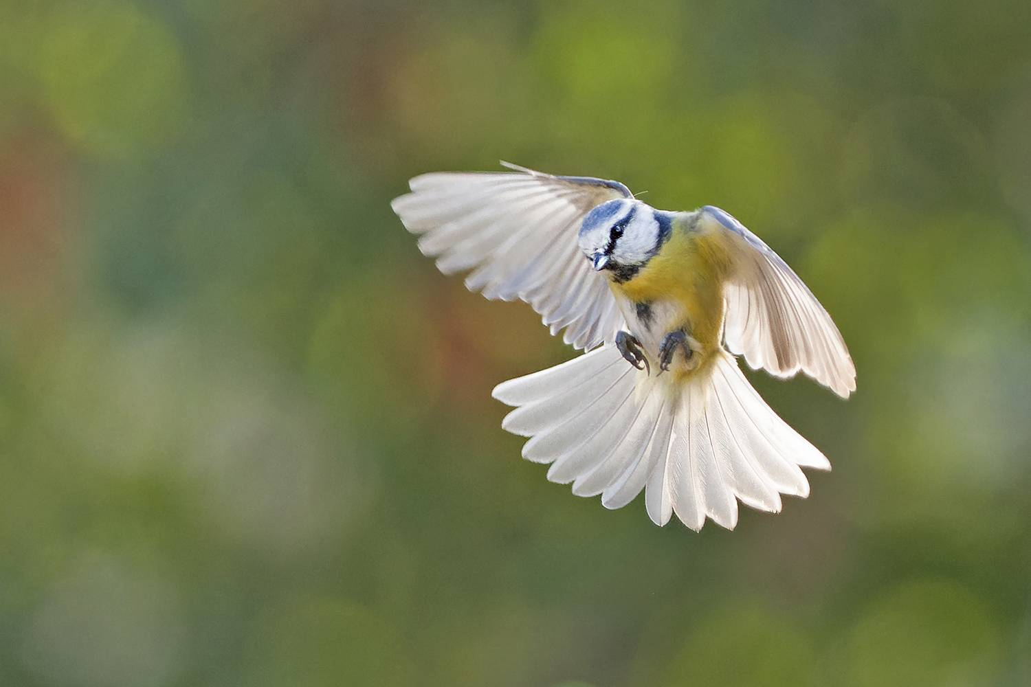 , Евгени Стефанов