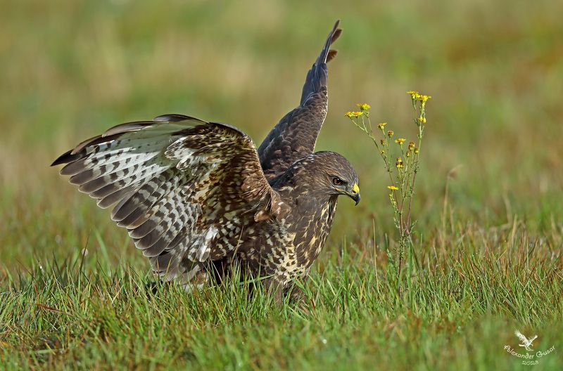 канюк Охотник фото превью