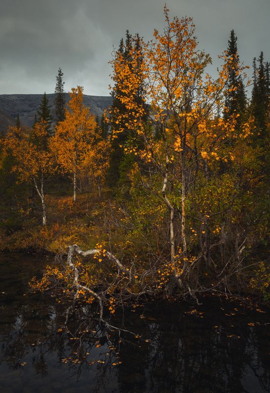 кольский полуостров, хибины, осень Разные судьбыphoto preview