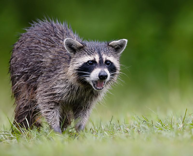 енот обыкновенный, енот-полоскун, raccoon, енот, дикие животные, животные, animals Енот-полоскун -Raccoonphoto preview