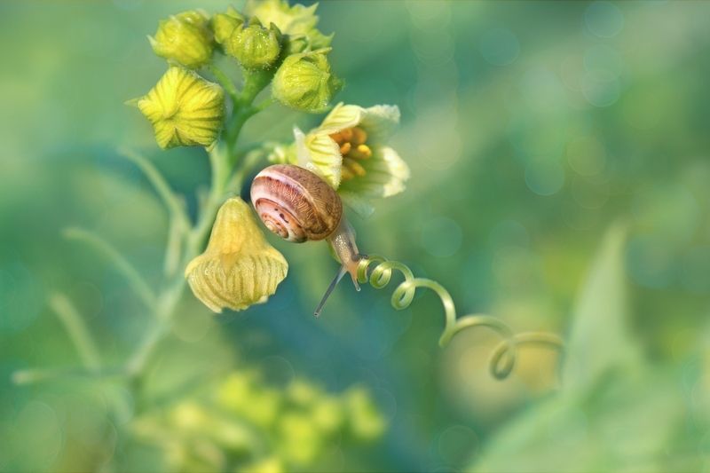 Спираль ее жизни...photo preview