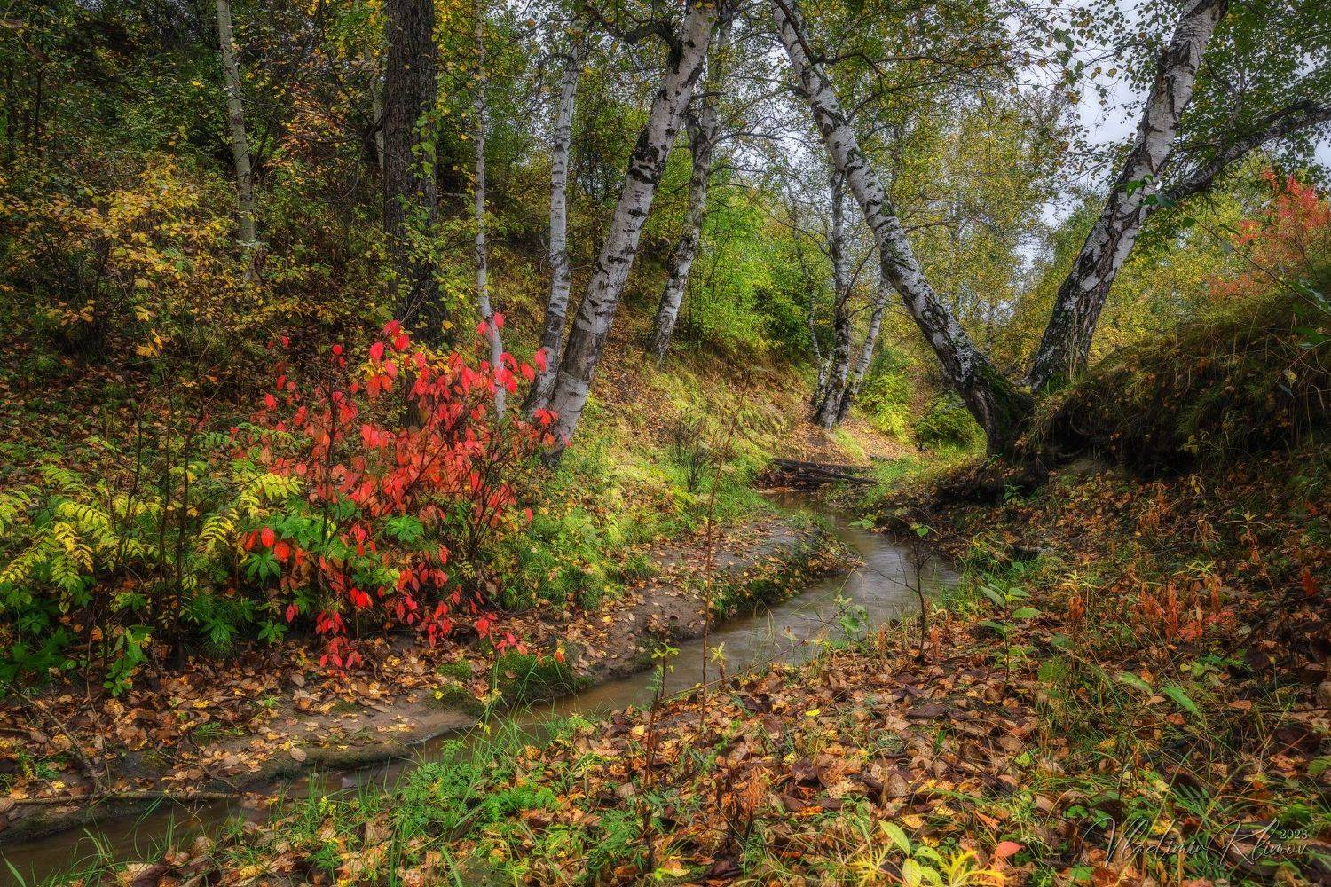 Влажные краски сентября.... Автор: Владимир Климов , Владимир Климов