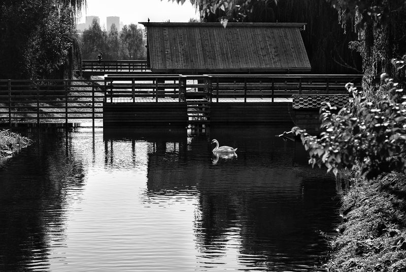 чб фото, стрит фото, лебедь photo preview