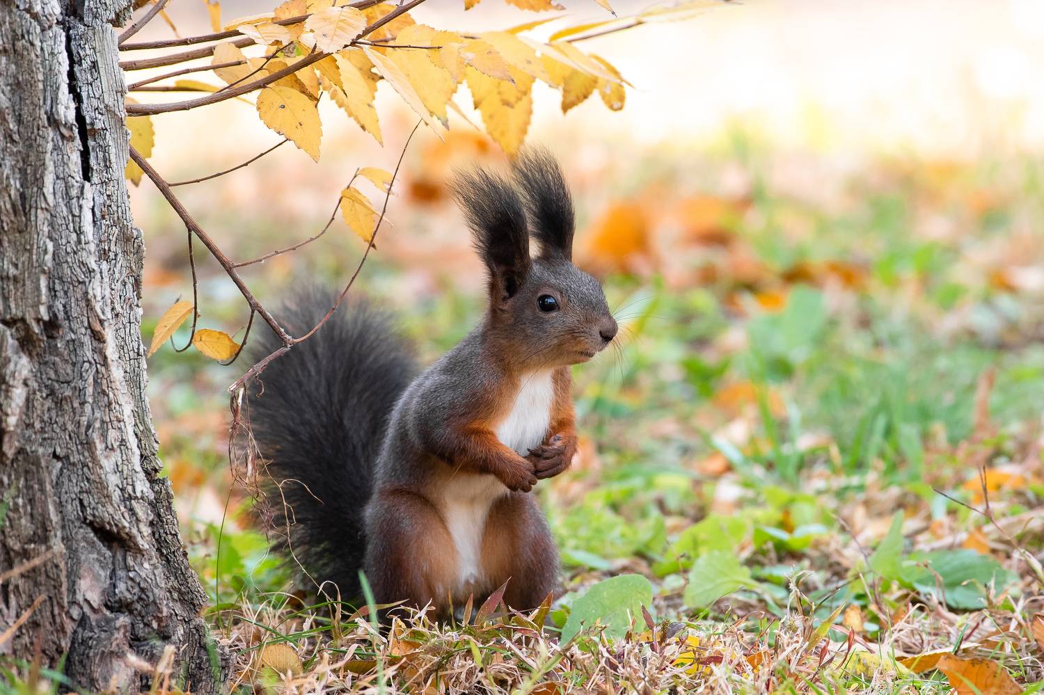 Sciurus vulgaris. Автор: Сторчилов Павел Sciurus vulgaris, volgograd, russia, wildlife, squirrel, белка, , Сторчилов Павел