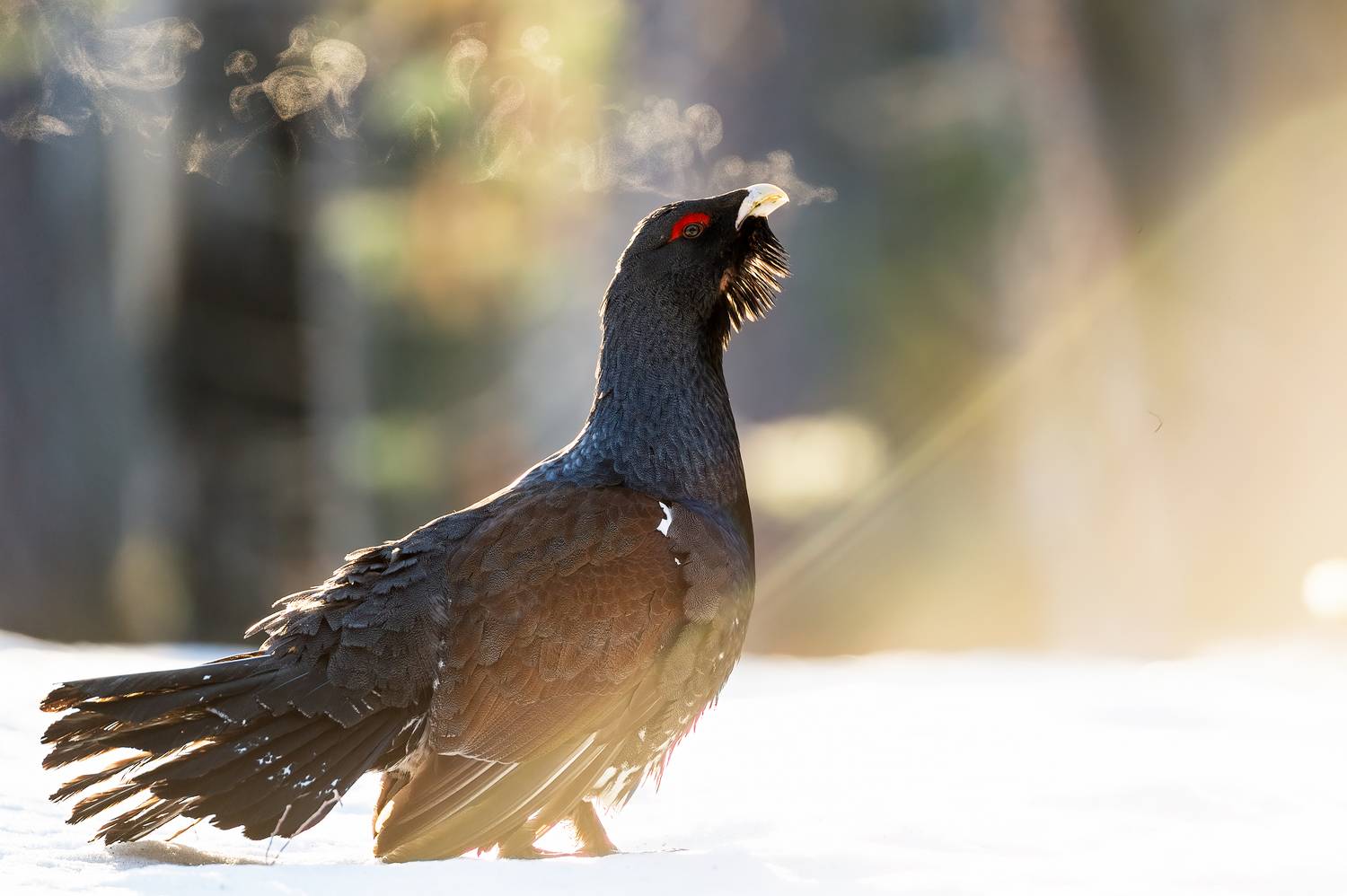 , Калинин Михаил