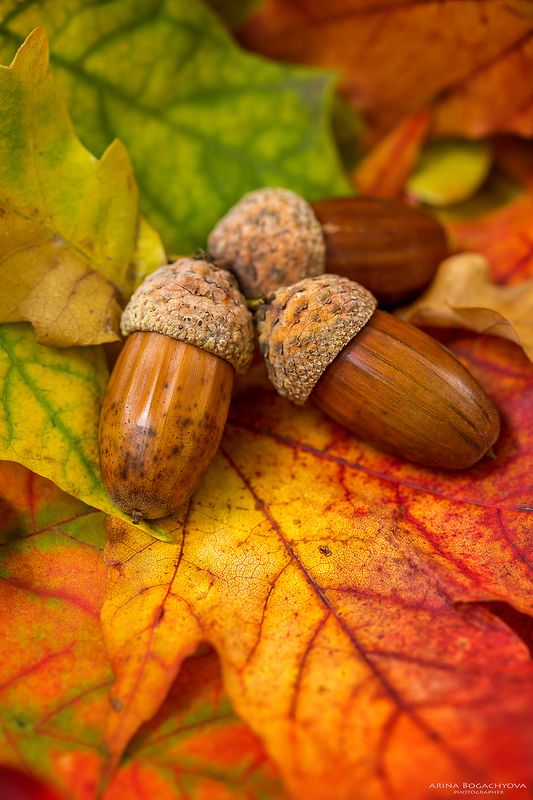 Осенние краскиphoto preview