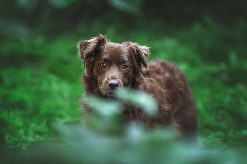 собака Тофиphoto preview