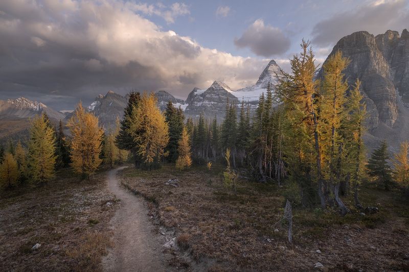 assiniboine, larch Время лиственницphoto preview