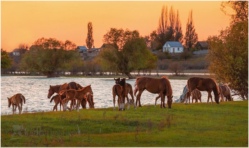 село зорино У села ЗОРИНО (ходят кони)photo preview