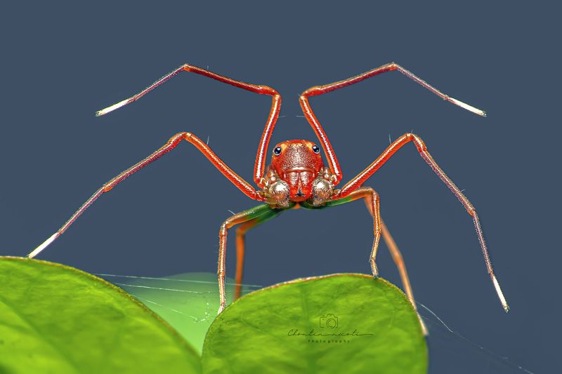 nhện giả kiến, amyciaea, nature, macro, animal, spider, legs, green, beauty, beautiful, eyes, long leg Nhện giả kiến Amyciaeaphoto preview