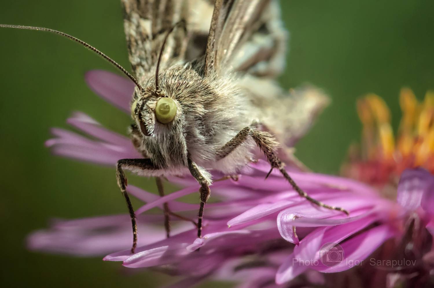 цветущий сентябрь, цветок, фотоохота, фото на ходу, сентябринки, пушок, подглядывание,  насекомое, мотылёк, макросъёмка, лохматый, зенитар-м, бабочка, астра, macro,, Сарапулов Игорь