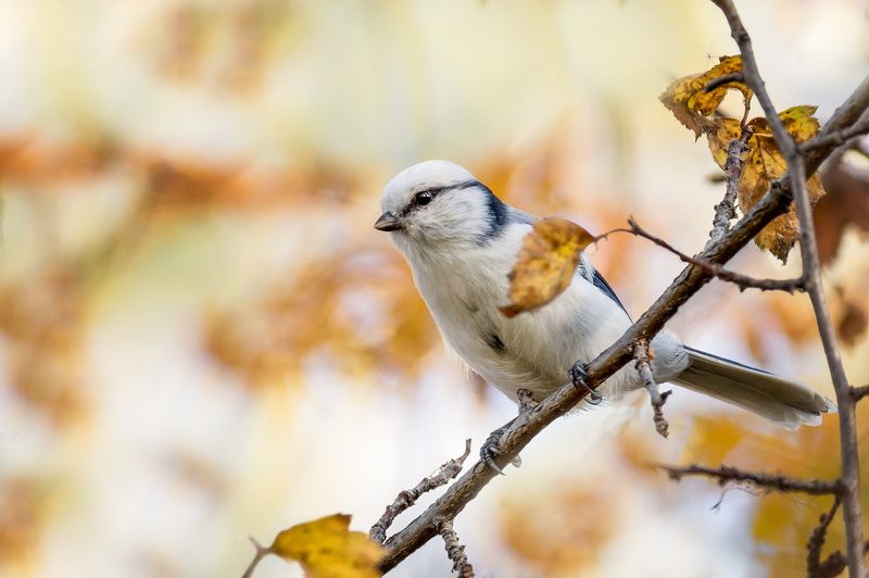 птица, белая лазоревка, князёк, осень, князёк.photo preview