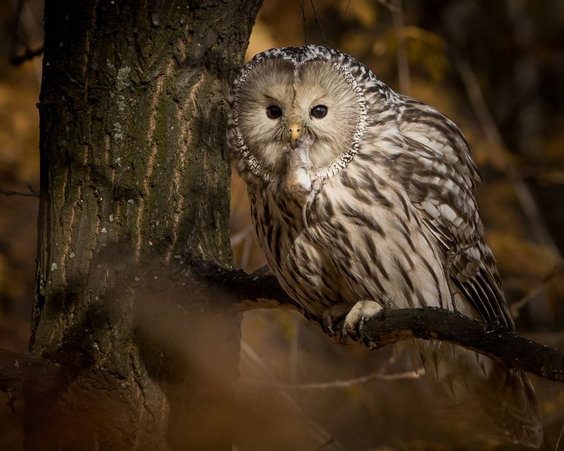 длиннохвостая неясыть Длиннохвостая (Уральская) неясытьphoto preview