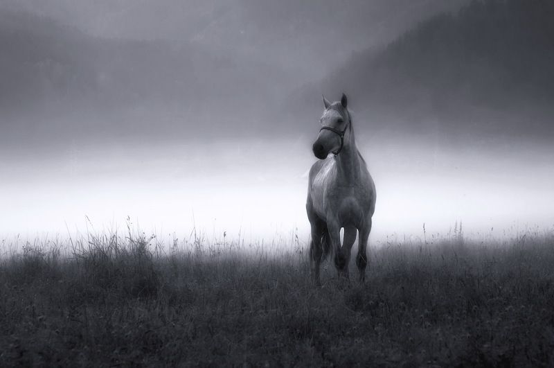 алтай, лошадь, утро, туман Белая лошадьphoto preview