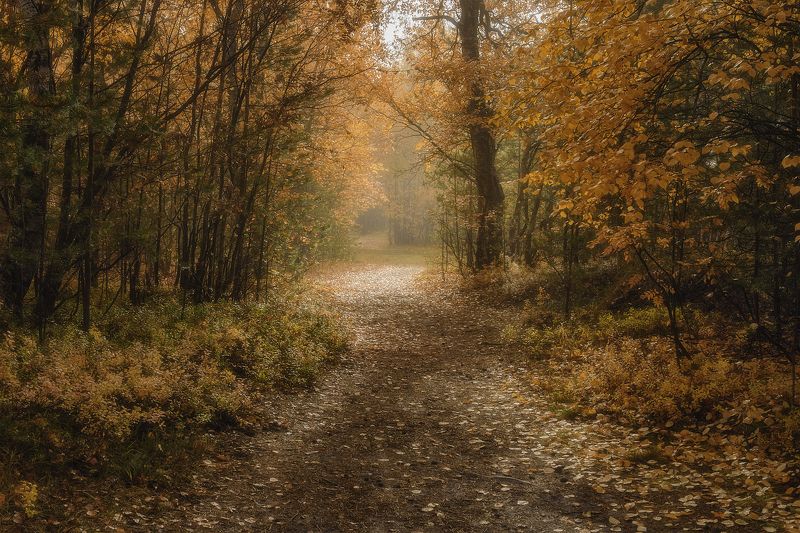 лес, деревья, кусты, трава, тропинка, осень, туман, утро По тропинке - в утренний туманphoto preview