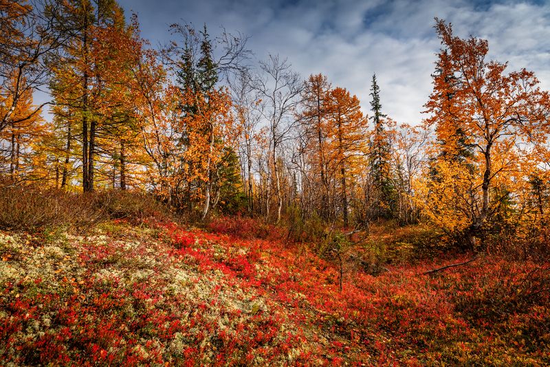 * * * фото превью