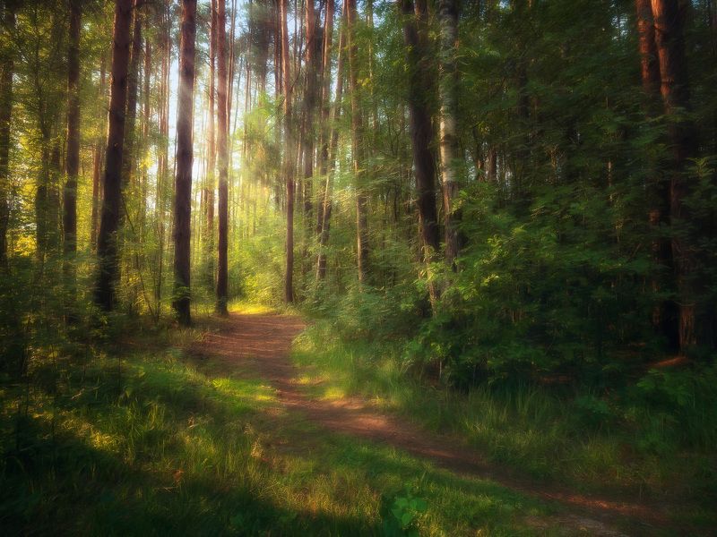 лес, лето, деревья, пейзаж, небо, облака В лесу фото превью