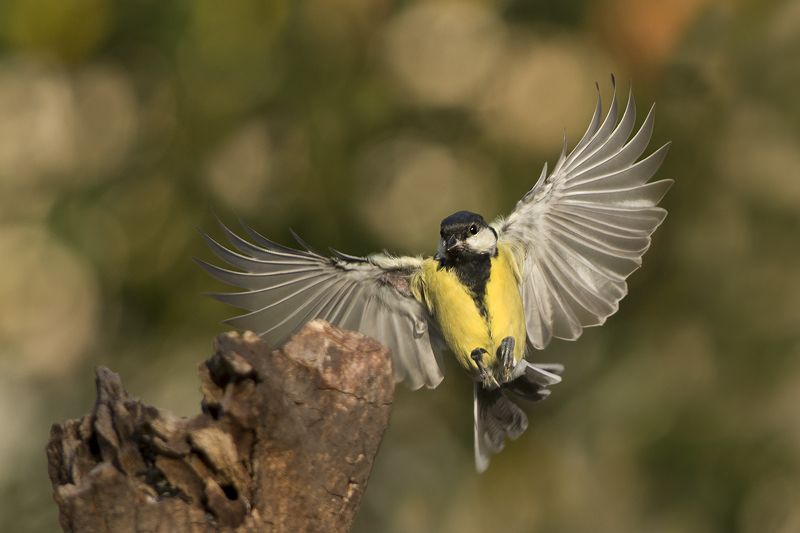 Большойphoto preview