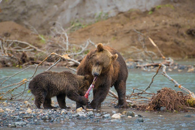 камчатка, курильское озеро, медведь Основы рыбалки по-Камчатски.photo preview