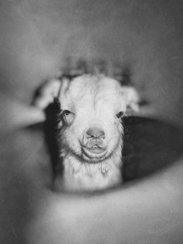 Козы, бабушка, старость, дети, козлята, ЧБ, черно-белое, забота, любовь, радость, Козий домphoto preview