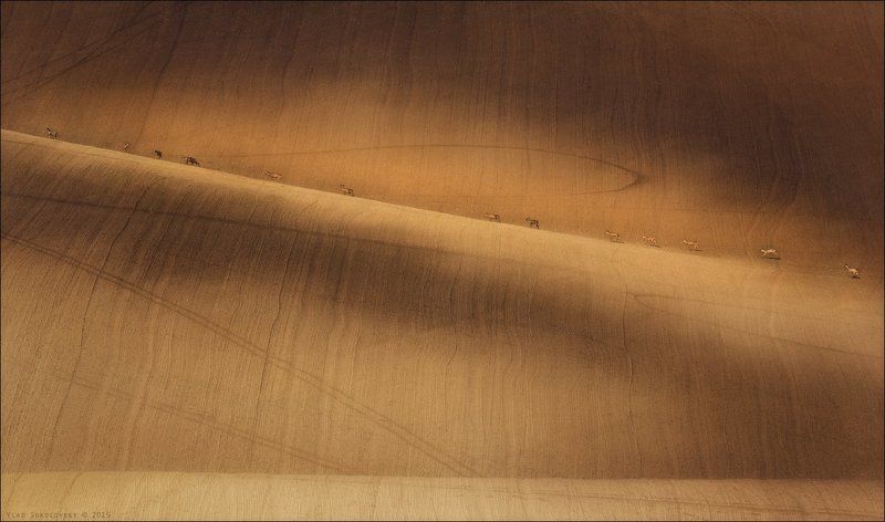 Chiaroscuro, Czech, Czech republic, Morava, Moravian, South Moravia, Весна, Караван, Косули, Ландшафт, Масштаб, Рельеф, Фотопутешествие, Фототур, Чехия, Южная Моравия / C A R A V A N  /photo preview