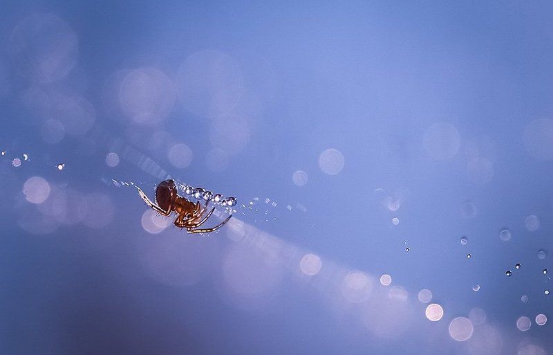 Хранитель сокровищ.photo preview