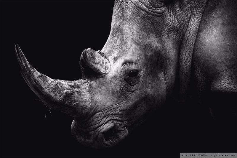 black and white, rhino, носорог, черно-белое Rhinophoto preview