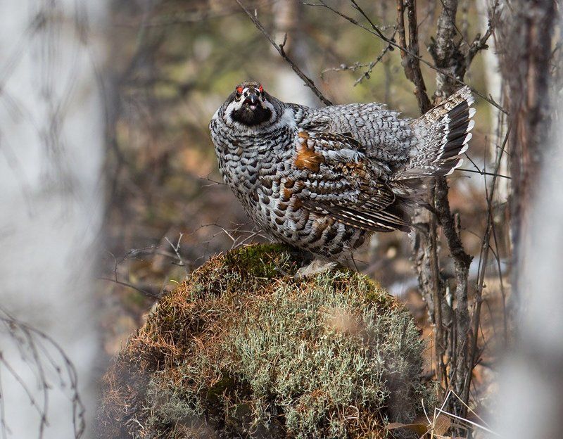 Грозный птыцphoto preview