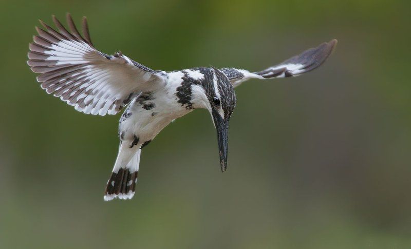 NIKON  Hoveringphoto preview