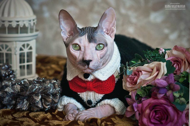 Портосphoto preview