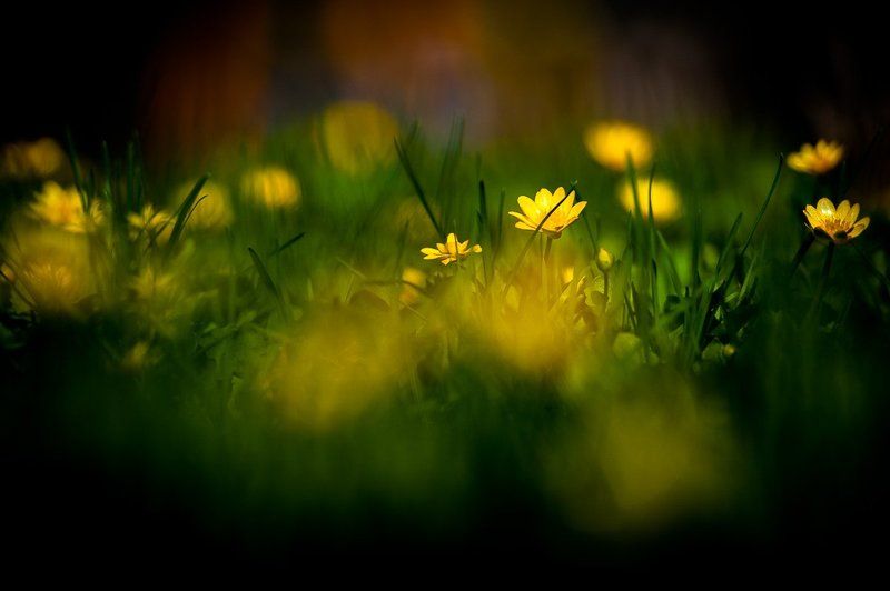 зелень, трава, желтый, цветы, оранжевый Цветочкиphoto preview