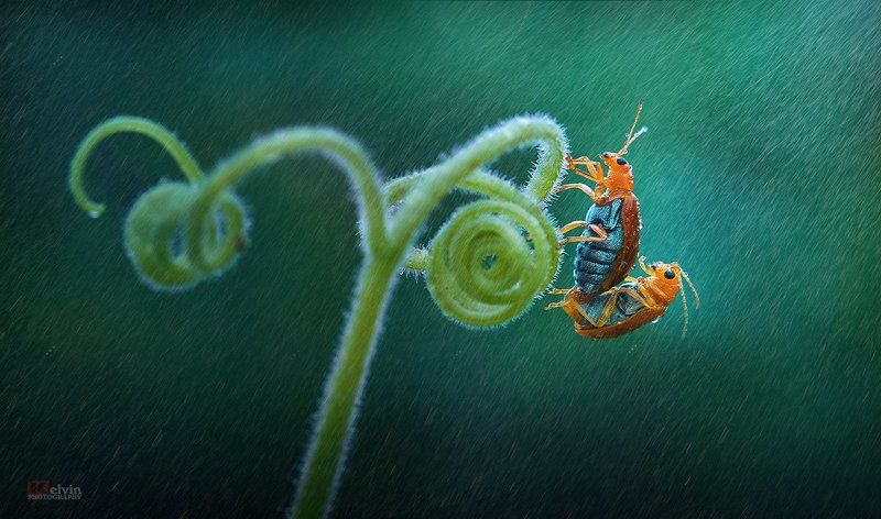 Yêu Dưới Mưaphoto preview