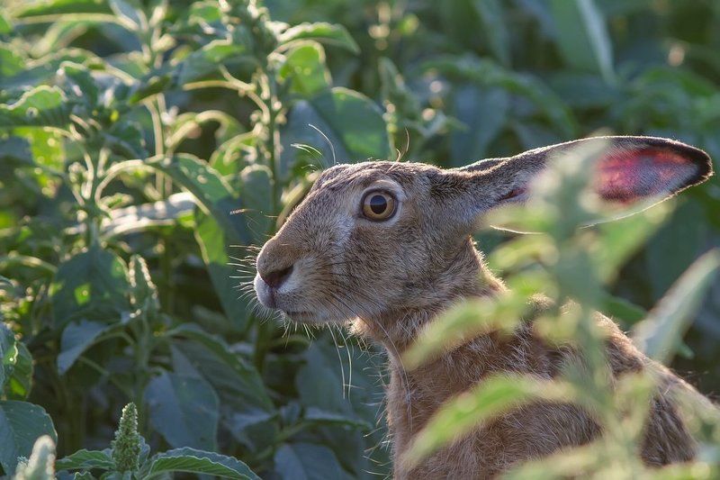 Русак, заяц, фотоохота, млекопитающие. Русачишка.photo preview