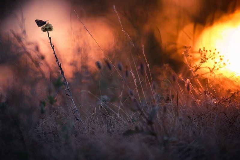 Вечерняя мелодия.photo preview