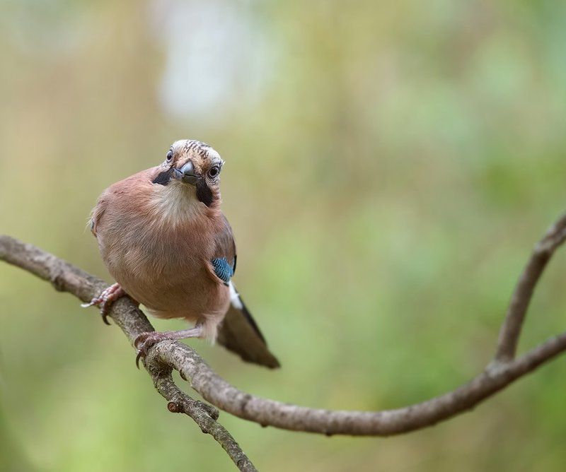 сойка ***photo preview