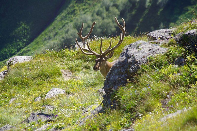 осторожный как оленьphoto preview