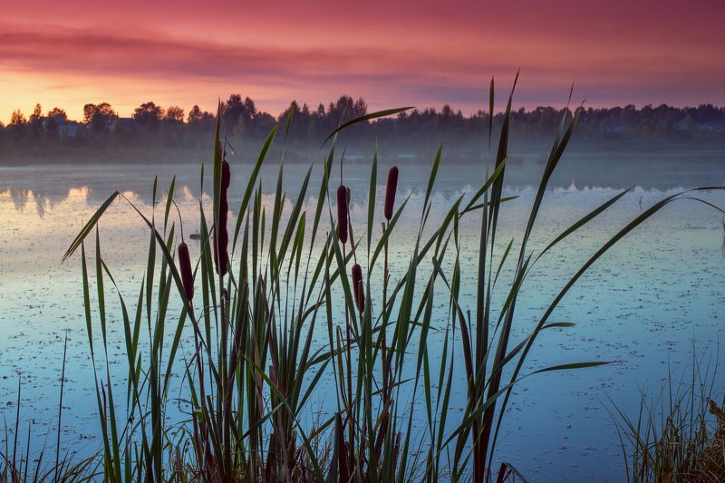 Камыши photo preview