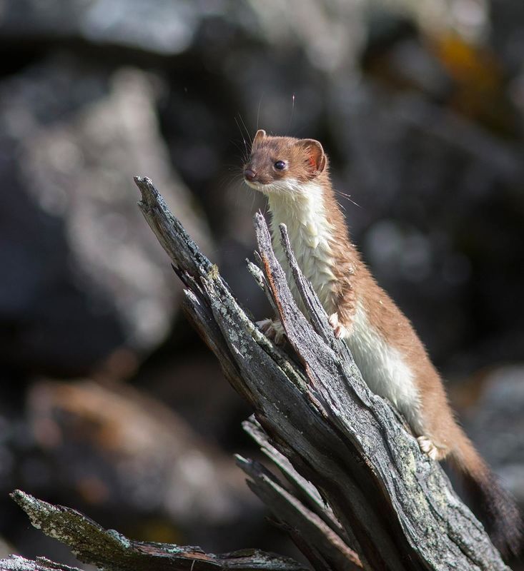 Горностайphoto preview