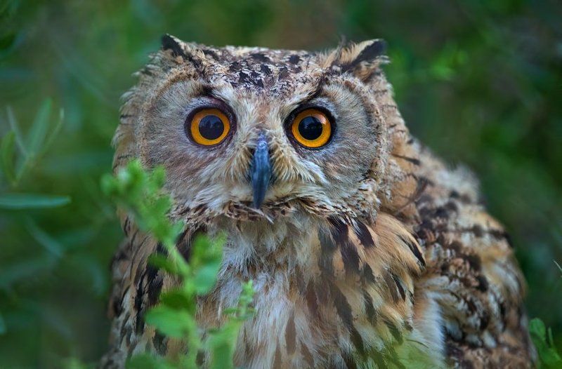 филин, сова, птицы, природа, дикая природа, узбекистан, портрет, глаза, bubo, own, birds, uzbekistan, nature, wildlife, desert, пустыня •••photo preview