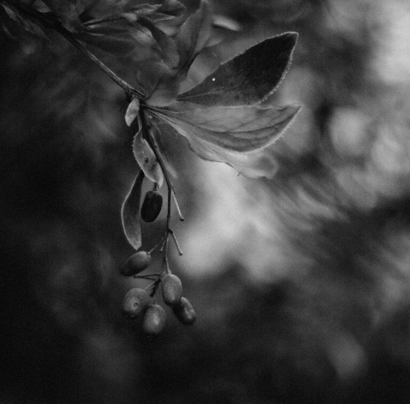 Барбарис, Чб *photo preview