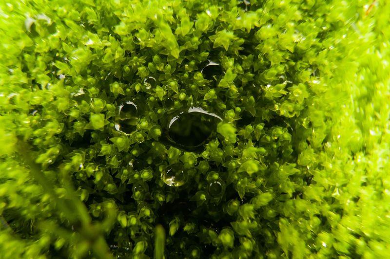 мох, дождь, капля, макро, дикая природа Капли дождя на мхуphoto preview