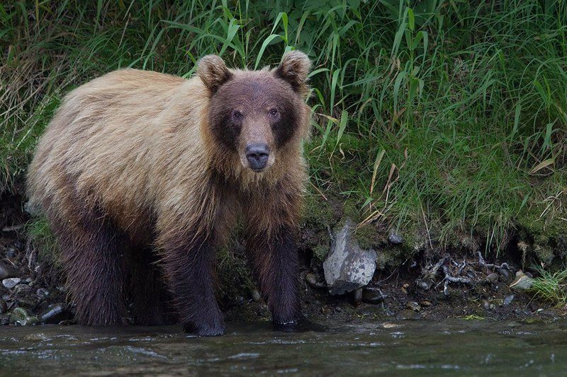 Михаил Камчатскийphoto preview